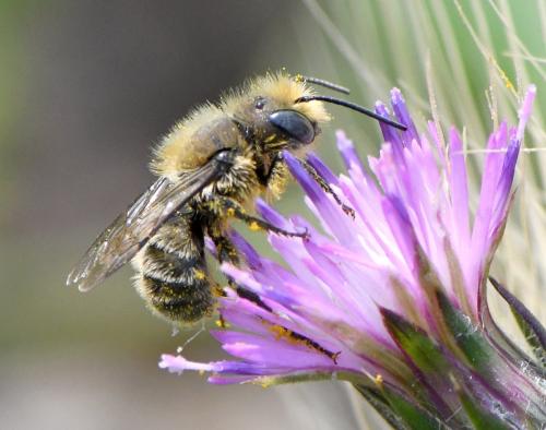 Osmia sp.